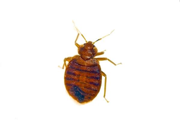 Safe and Reliable Bed Bug Treatments in London Homes