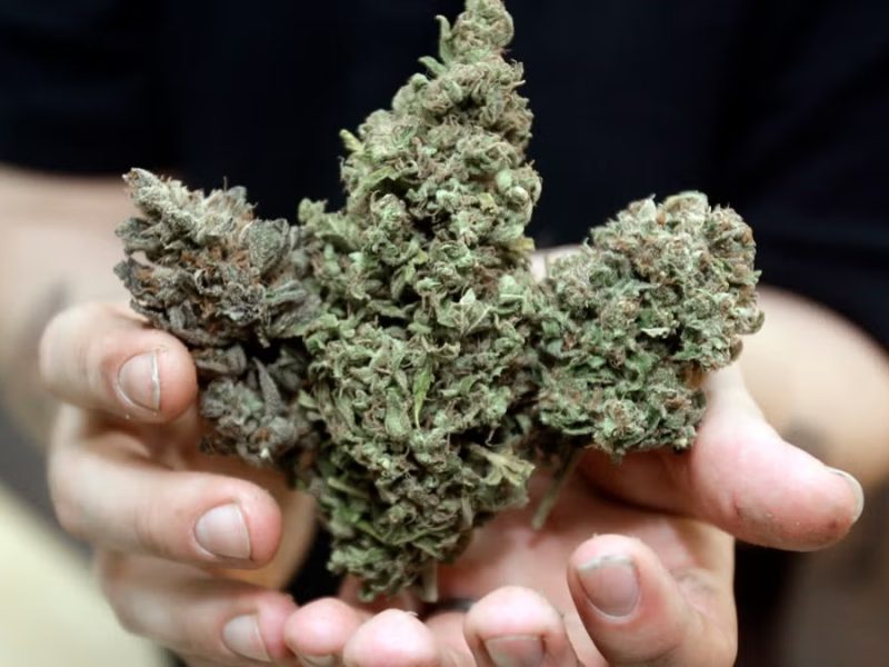 Learn From Experienced Growers on Wietforum With Helpful Discussions
