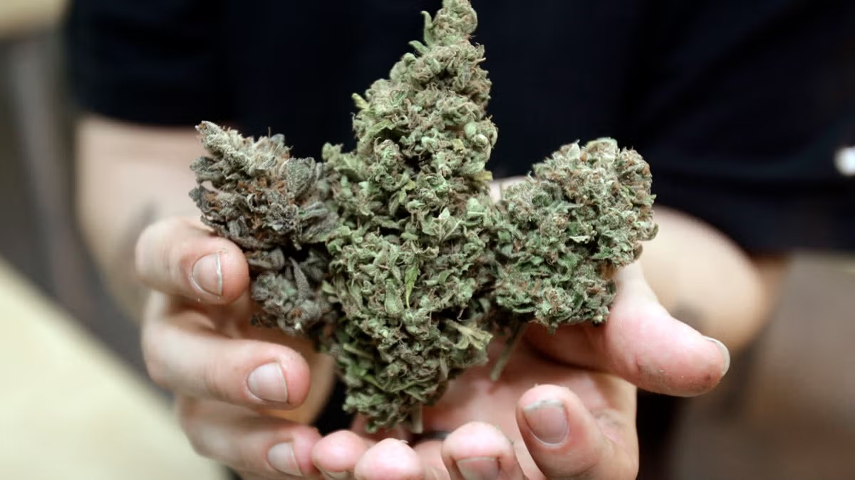 Learn From Experienced Growers on Wietforum With Helpful Discussions
