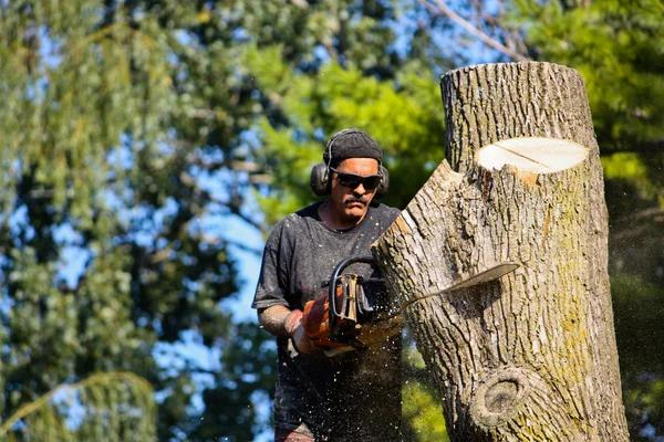 Top Rated Tree Service Auburn for Complete Tree Care