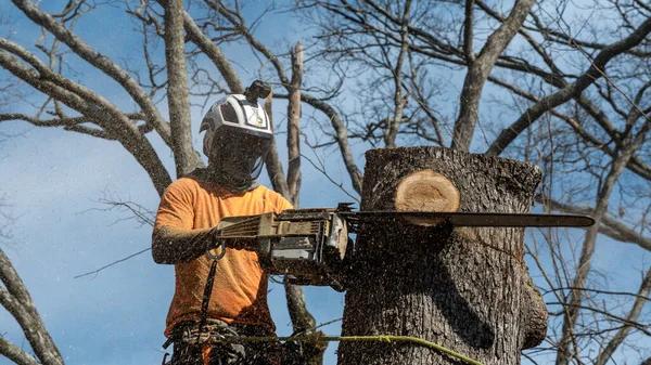 Professional Tree Service Madison for Tree Trimming and Removal